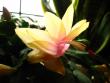tn_gallery_4113_63_31641.jpg