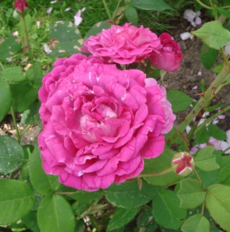gallery_2985_1337_71552.jpg