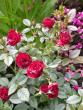 tn_gallery_276_1248_46635.jpg