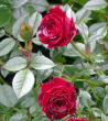 tn_gallery_276_1248_52048.jpg