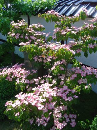 gallery_12134_1539_31245.jpg
