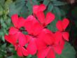 tn_gallery_362_1584_40910.jpg