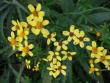 tn_gallery_362_1584_46284.jpg
