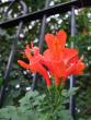tn_gallery_362_1584_56333.jpg