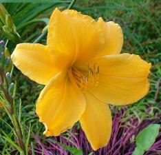 gallery_7131_1590_11273.jpg