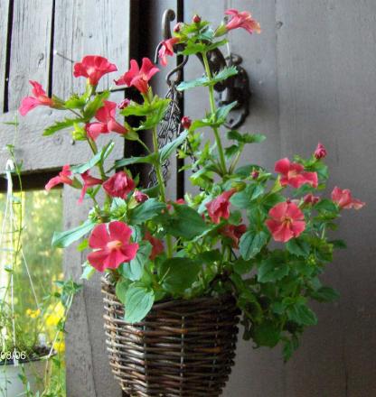 gallery_6249_1098_92014.jpg
