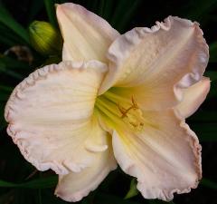 gallery_7131_1590_3518.jpg