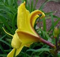 gallery_7131_1590_6576.jpg