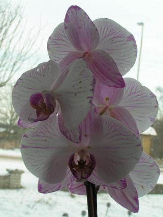 gallery_11942_1598_239035.jpg