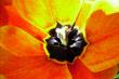 tn_gallery_2004_133_45575.jpg