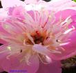 tn_gallery_2004_133_70138.jpg