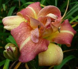 gallery_7131_1590_18109.jpg