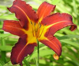 gallery_7131_1590_56.jpg