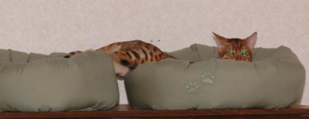 gallery_1090_960_7630.jpg