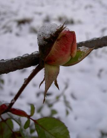 gallery_3603_1600_64147.jpg