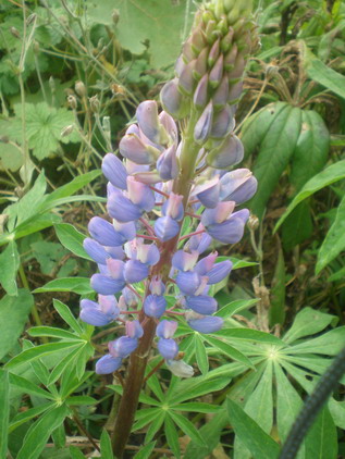 gallery_12985_1407_67849.jpg