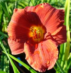 gallery_7131_1590_12138.jpg