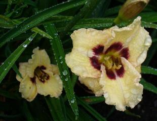 gallery_7131_1590_16354.jpg