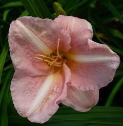 gallery_7131_1590_2138.jpg