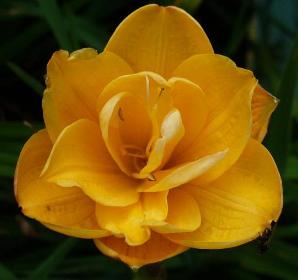 gallery_7131_1590_9337.jpg