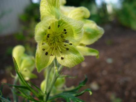 gallery_7131_1296_25826.jpg