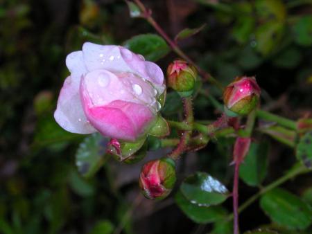 gallery_11698_1367_33756.jpg