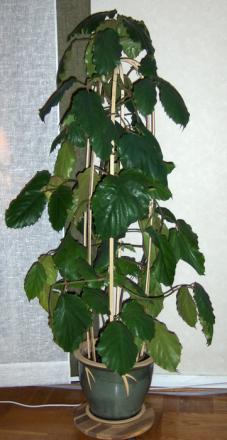 gallery_13231_1606_55368.jpg
