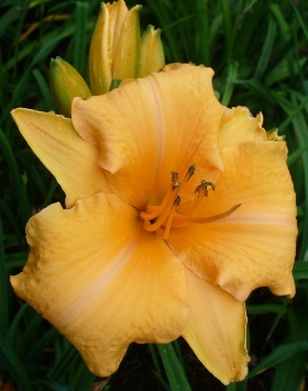 gallery_7131_1590_45040.jpg