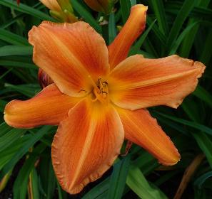gallery_7131_1590_5515.jpg