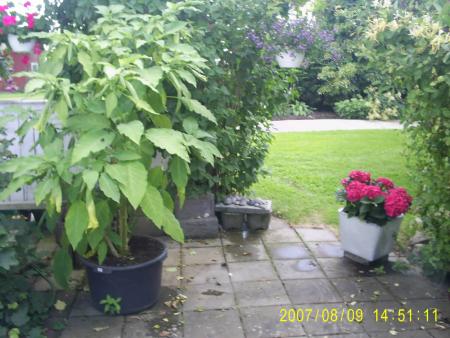 gallery_13109_1559_101625.jpg