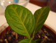 tn_gallery_7902_1621_181424.png