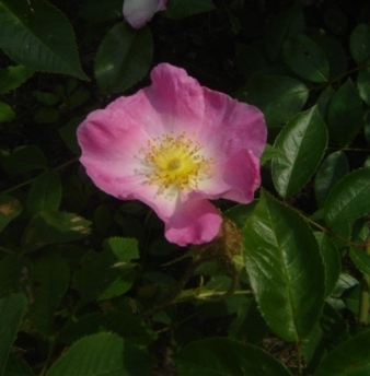 gallery_2985_1337_33712.jpg