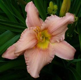 gallery_7131_1590_993.jpg