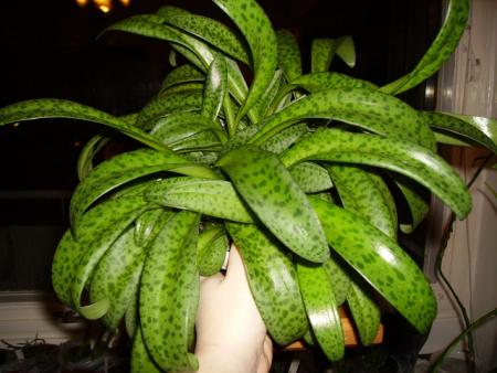 gallery_13211_1620_10810.jpg