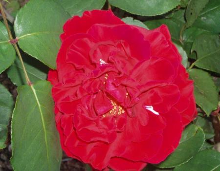 gallery_12693_1630_8516.jpg