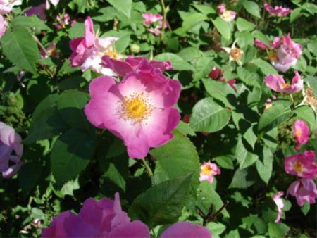 gallery_12789_1345_77042.jpg