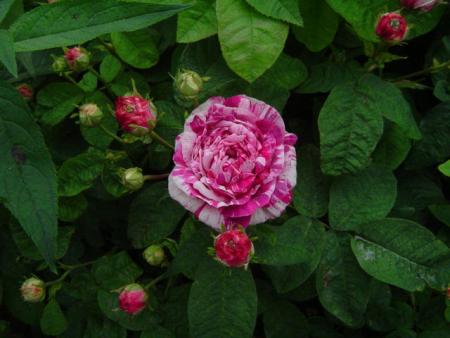 gallery_12789_1237_39377.jpg