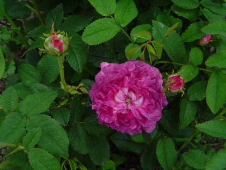gallery_12789_1237_47750.jpg