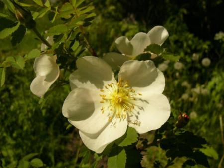 gallery_12789_1237_61152.jpg