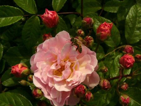 gallery_12789_1237_78730.jpg