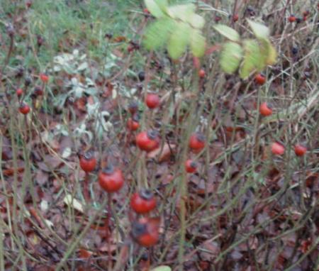 gallery_12789_1345_31931.jpg