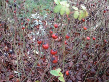 gallery_12789_1345_95641.jpg