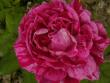 tn_gallery_12789_1237_355.jpg