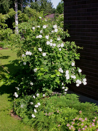 gallery_276_1636_24205.jpg