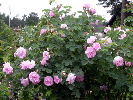 gallery_276_1636_83269.jpg