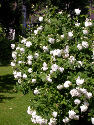 gallery_276_1636_85528.jpg