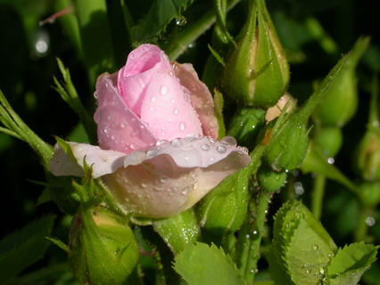 gallery_276_1636_9107.jpg