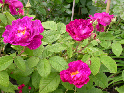 gallery_276_1637_41188.jpg