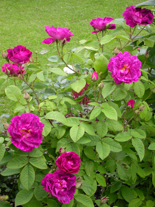 gallery_276_1637_90919.jpg