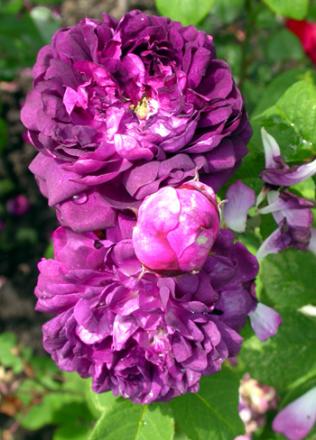 gallery_276_1637_27217.jpg
